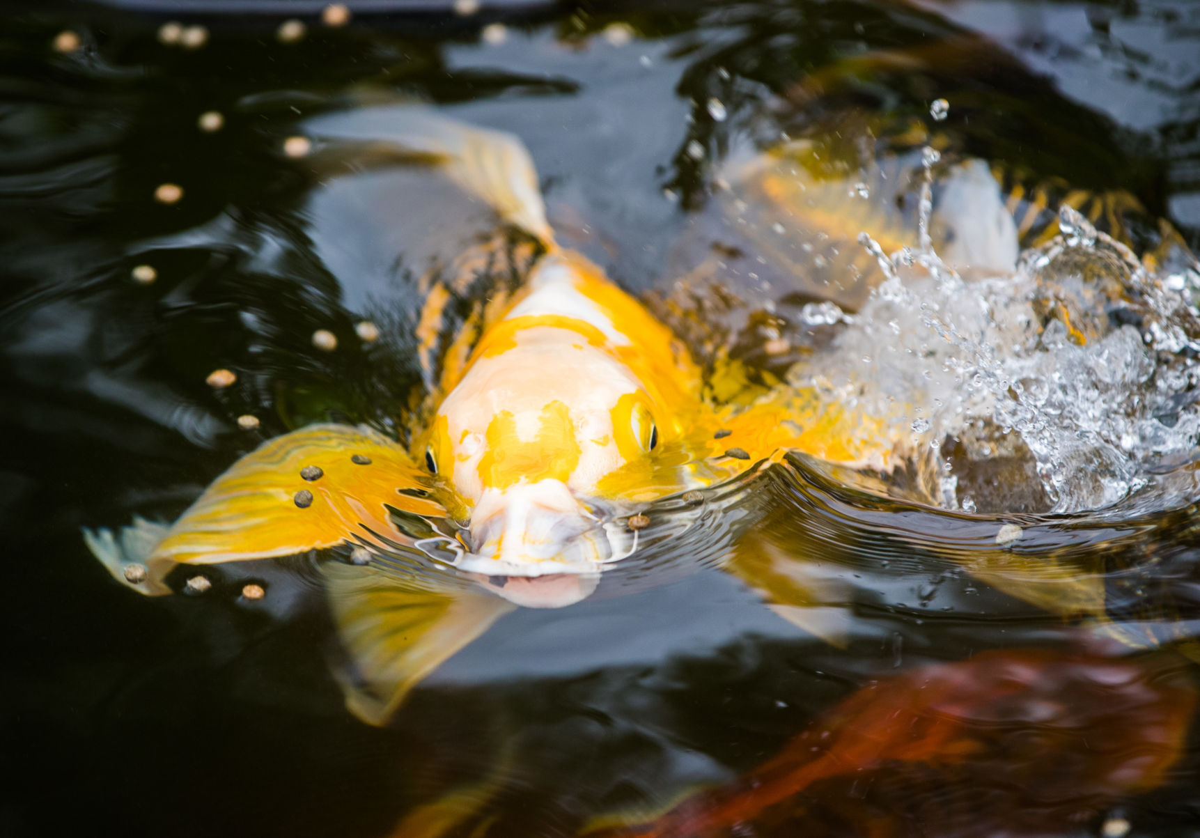 In a Mandeville koi pond designed to mimic a painting, life literally imitates art